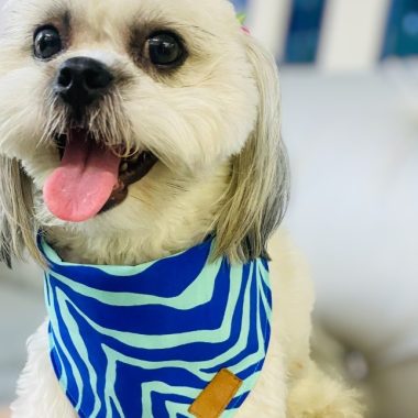 PAÑOLETA PERSONALIZADA ESTAMPADO CEBRA AZUL.
